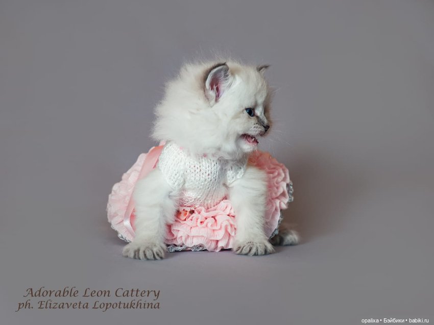 Платья балеринки неожиданное применение (фото 6)