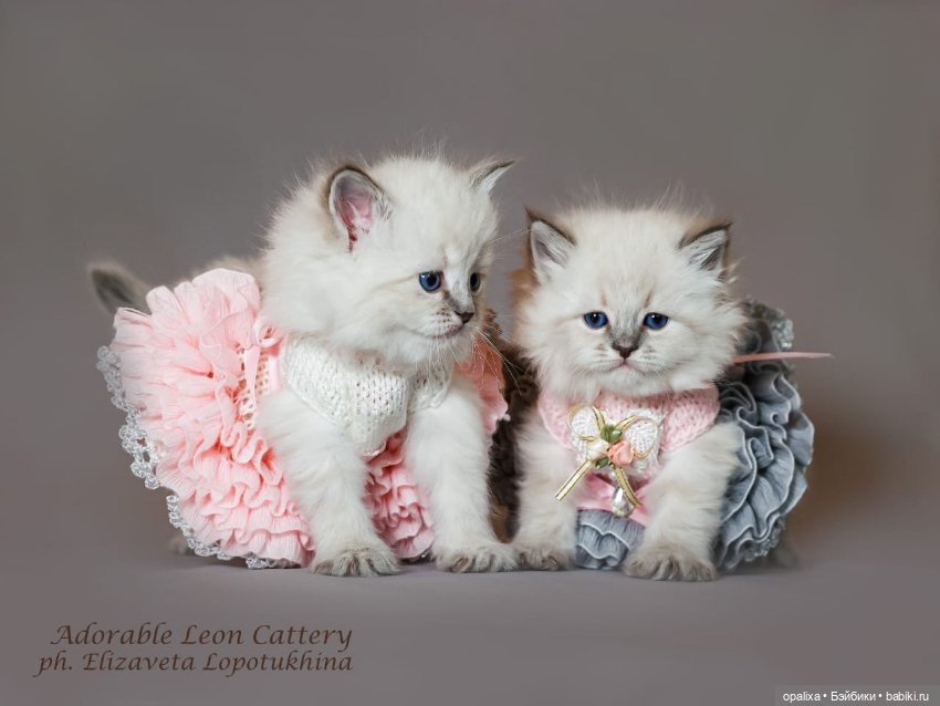 Платья балеринки неожиданное применение (фото 3)