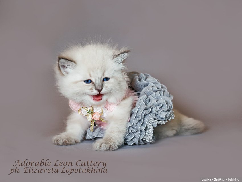 Платья балеринки неожиданное применение (фото 5)