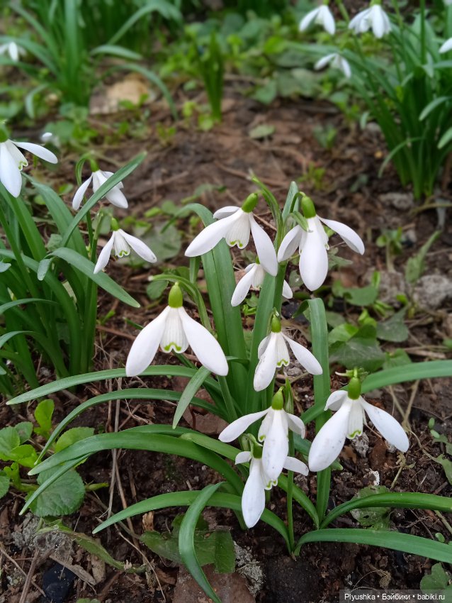 Шарлин в стране цветов — Разные шарнирные куклы (не БЖД): редкие (фото 4)