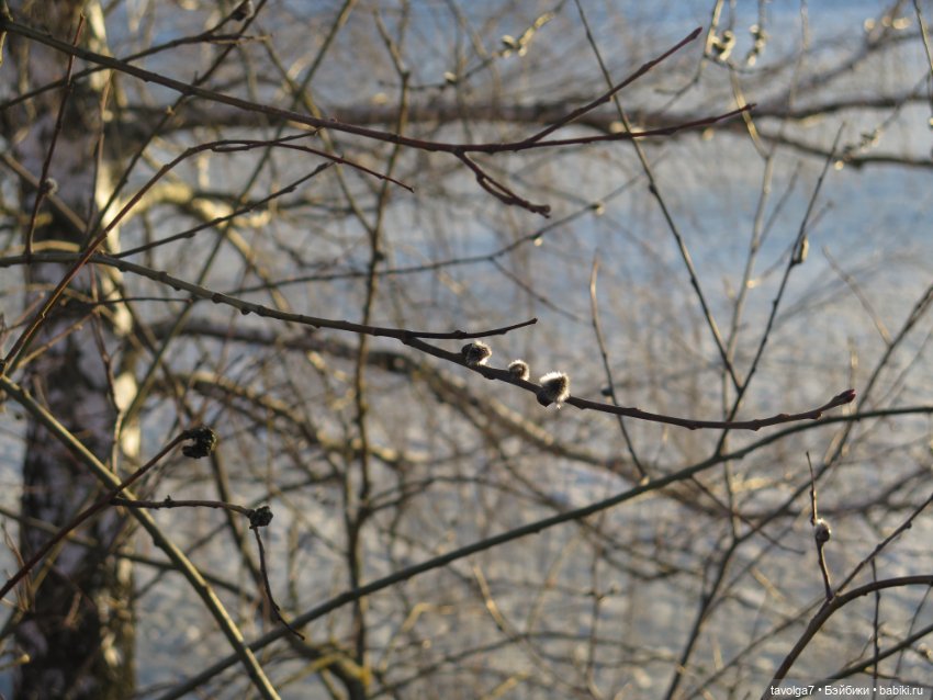 Triniti Dolls Иветта — Куклы Dyvomir (Дивомир) и Trinity (Тринити): российские шарнирные куклы