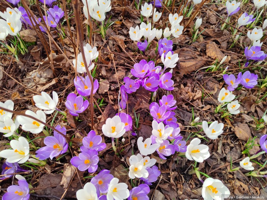 Дюймовочка — Куклы Integrity Toys (Интегрити): Poppy Parker (фото 7)