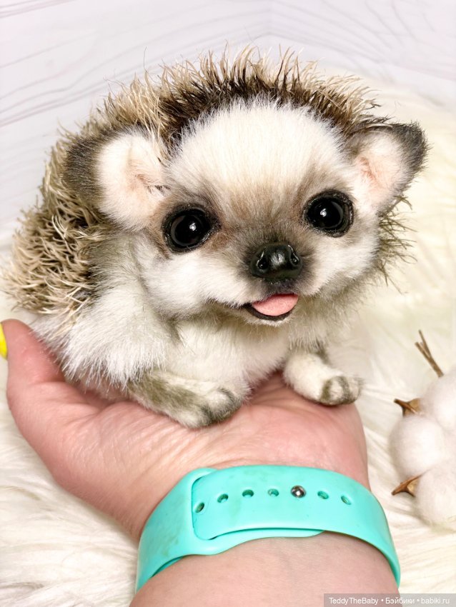 Sniff — Реалистичные игрушки и звери (Натюр): собаки