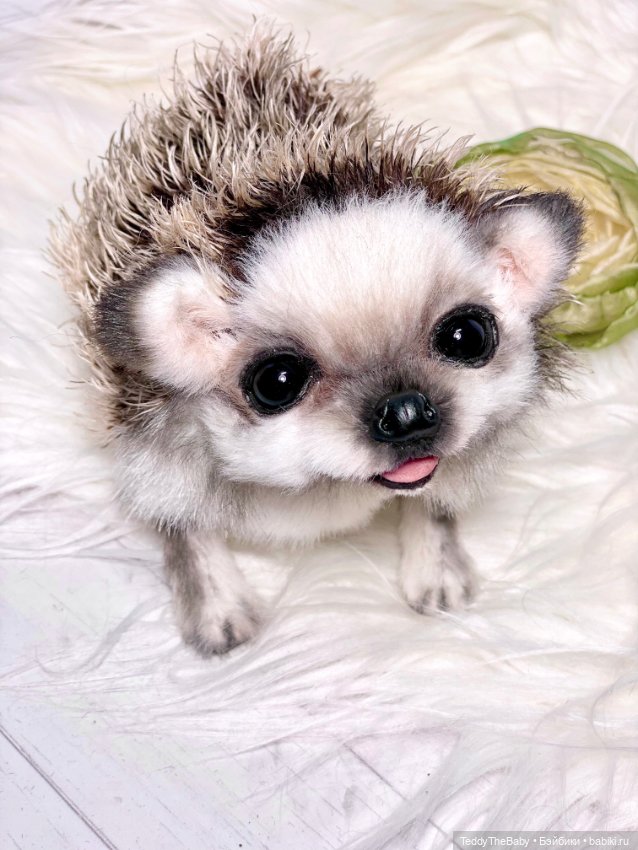 Sniff — Реалистичные игрушки и звери (Натюр): собаки