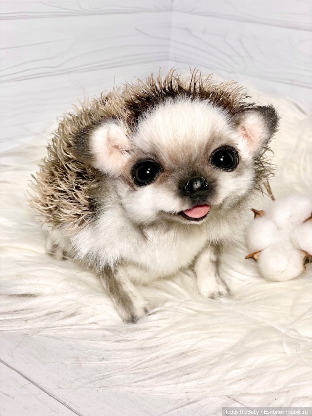 Sniff — Реалистичные игрушки и звери (Натюр): собаки