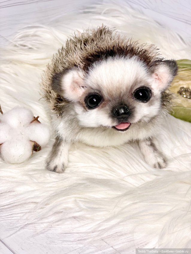 Sniff — Реалистичные игрушки и звери (Натюр): собаки