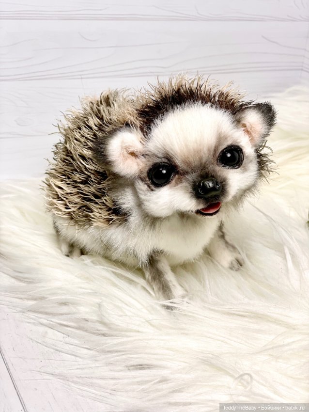 Sniff — Реалистичные игрушки и звери (Натюр): собаки