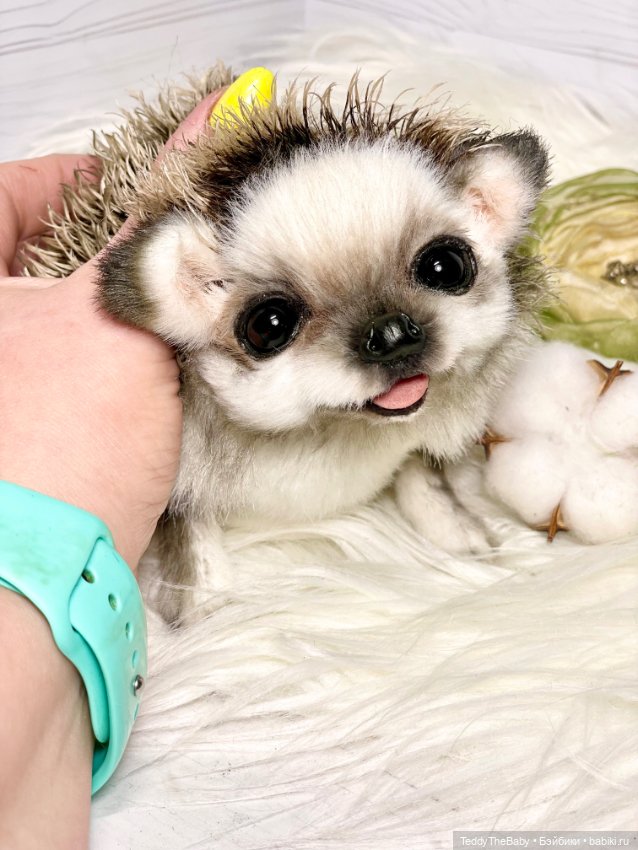 Sniff — Реалистичные игрушки и звери (Натюр): собаки (фото 8)