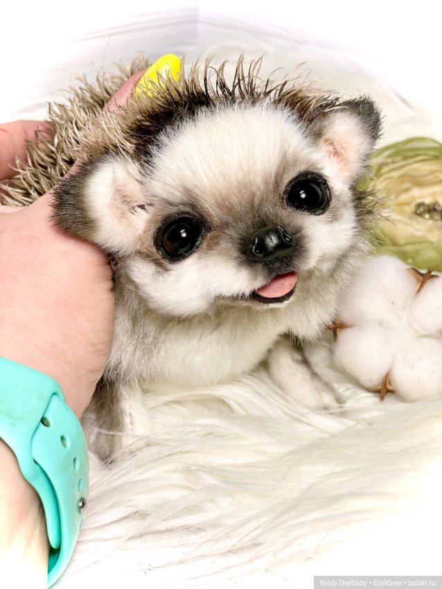 Sniff — Реалистичные игрушки и звери (Натюр): собаки (фото 6)