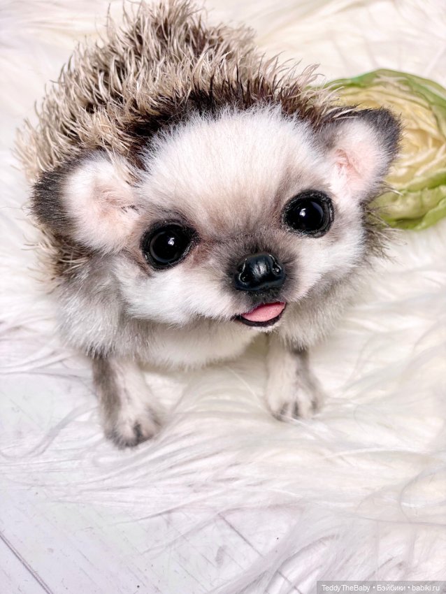 Sniff — Реалистичные игрушки и звери (Натюр): собаки