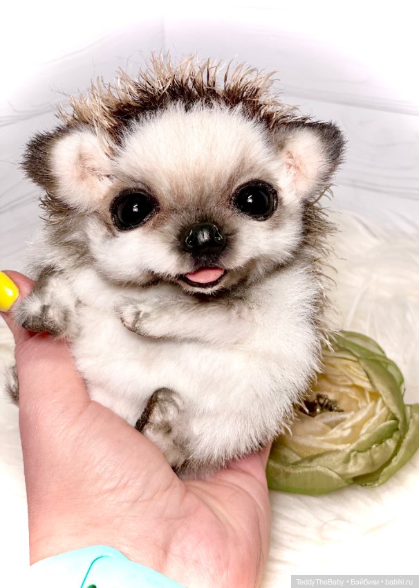 Sniff — Реалистичные игрушки и звери (Натюр): собаки