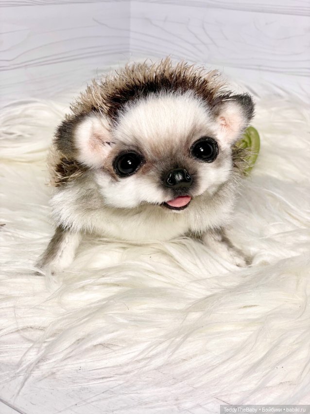 Sniff — Реалистичные игрушки и звери (Натюр): собаки