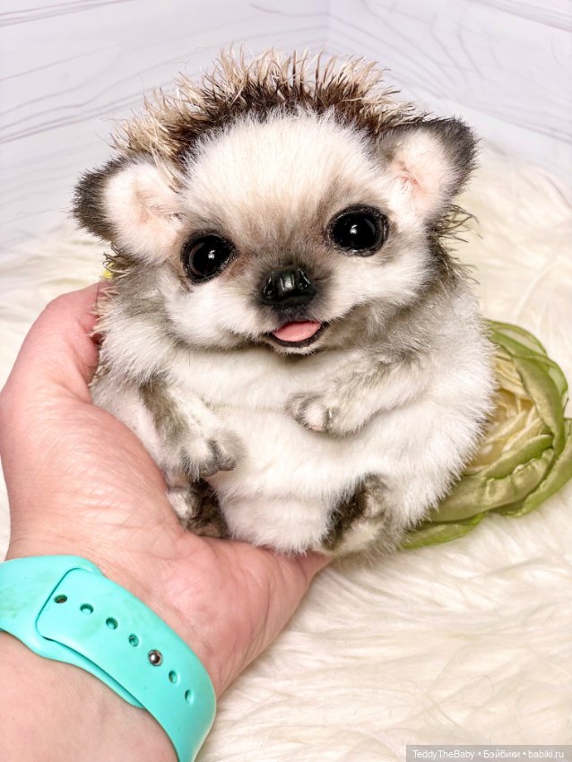 Sniff — Реалистичные игрушки и звери (Натюр): собаки