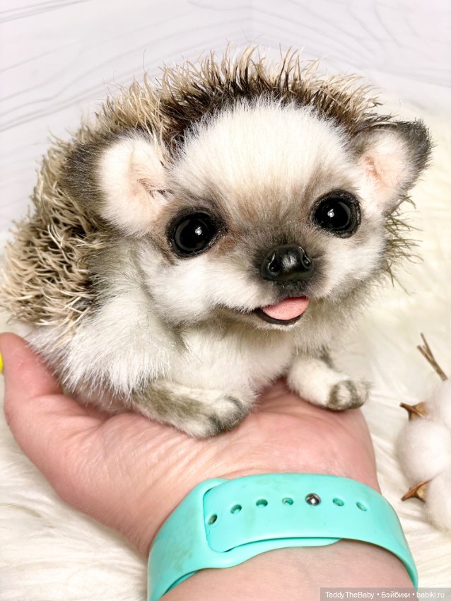 Sniff — Реалистичные игрушки и звери (Натюр): собаки