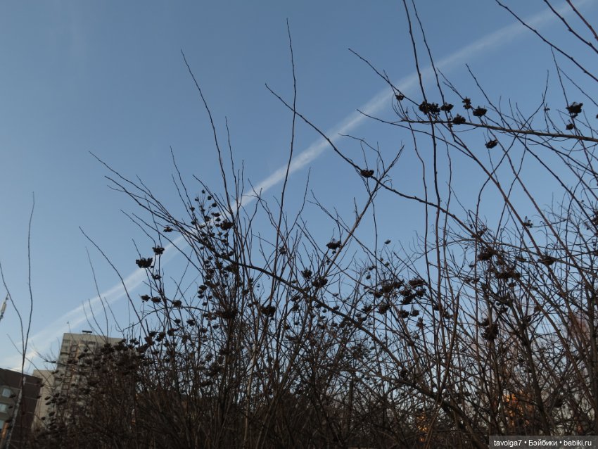 Паола Рейна Лиу с мятными волосами