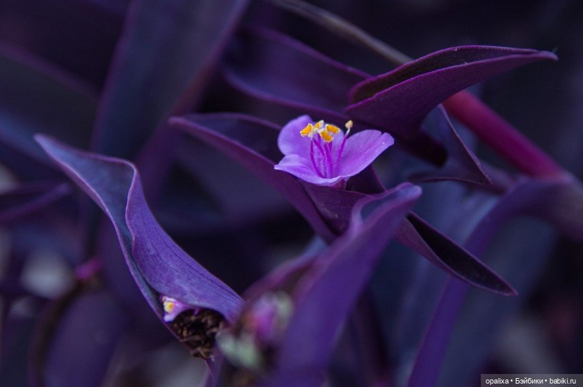 Фиолетовый, пурпурный — Одежда и обувь для кукол своими руками: фото