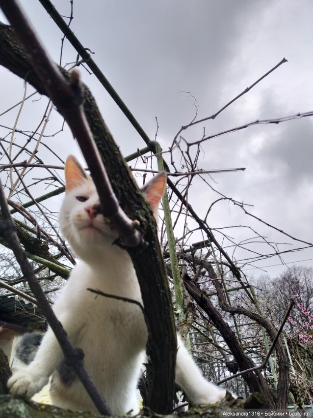 Весенняя Шарлотта⛅🌷 — Куклы