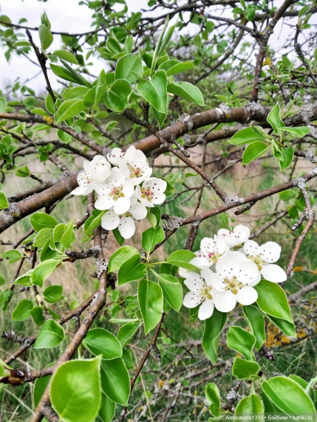 Весенняя Шарлотта⛅🌷 — Куклы