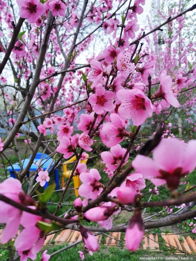 Весенняя Шарлотта⛅🌷 — Куклы