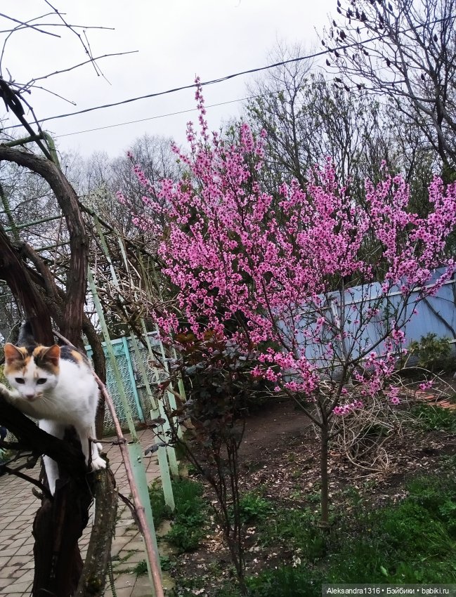 Весенняя Шарлотта⛅🌷 — Куклы