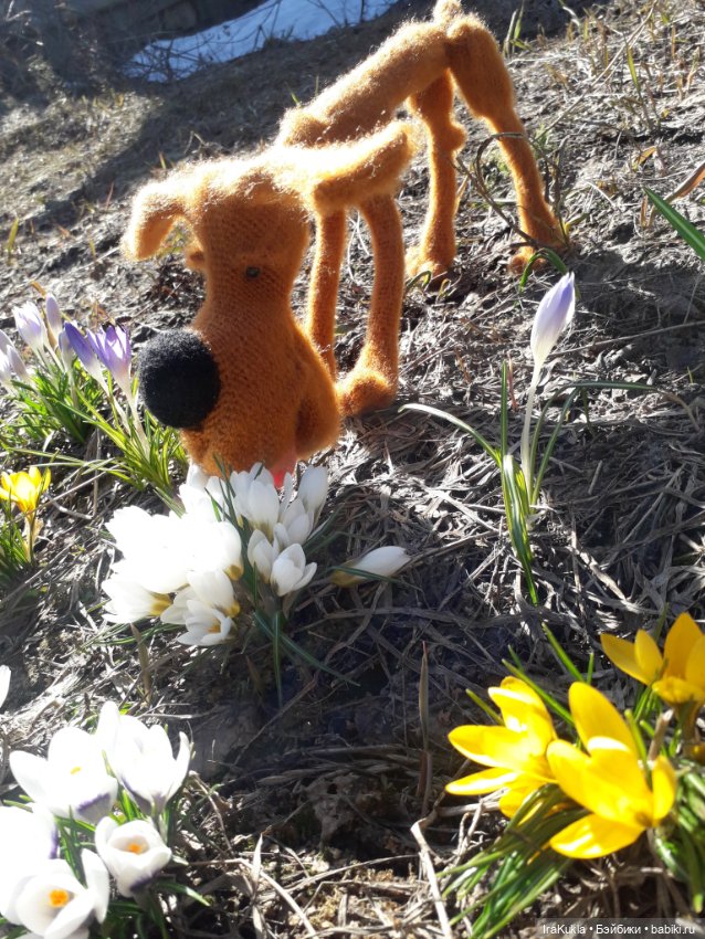 Шухер — Вязаные игрушки и амигуруми: крючком