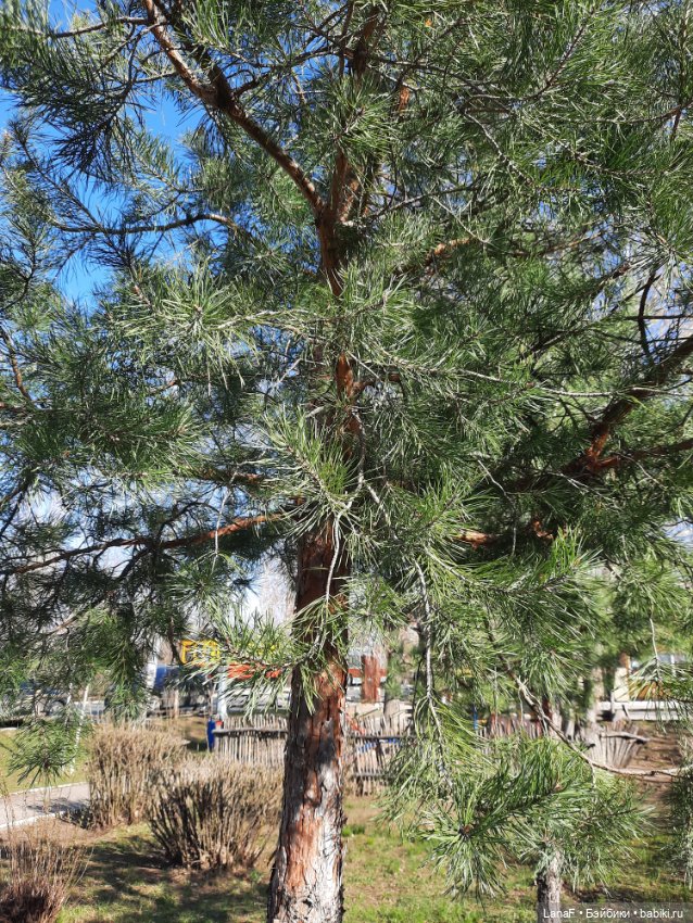 Весна в парке (пепита от Антонио Хуан) (фото 8)