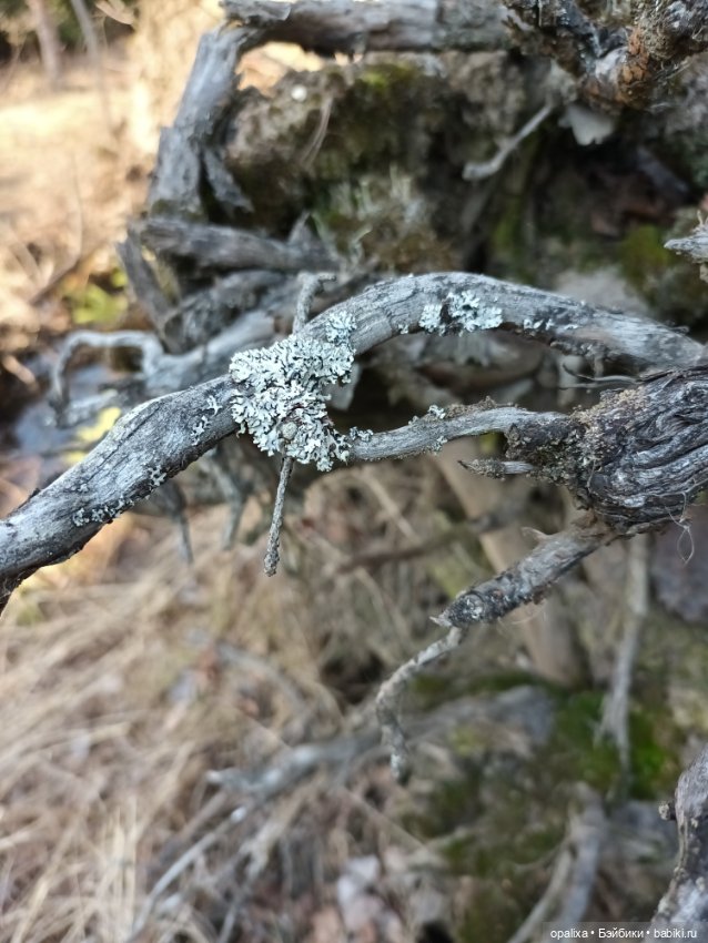Весенняя прогулка в лесу — Одежда и обувь для кукол своими руками: фото