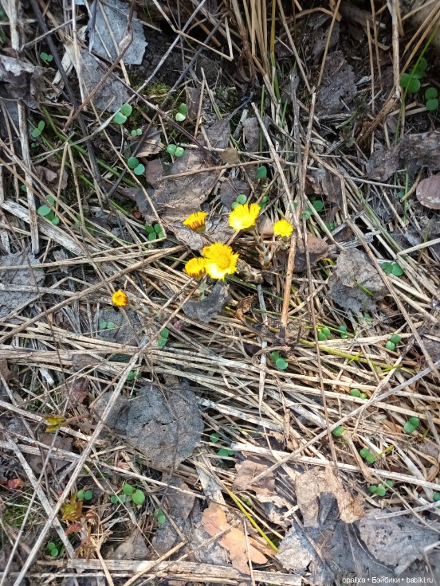 Весенняя прогулка в лесу — Одежда и обувь для кукол своими руками: фото (фото 3)