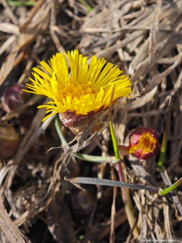 За бортом -7, но первые цветочки не из пугливых (фото 2)