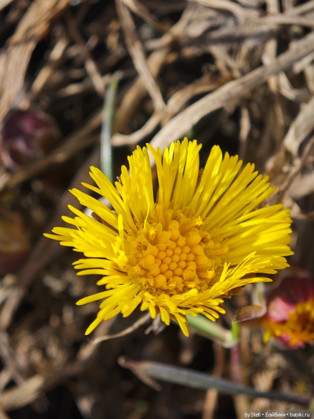 За бортом -7, но первые цветочки не из пугливых (фото 3)