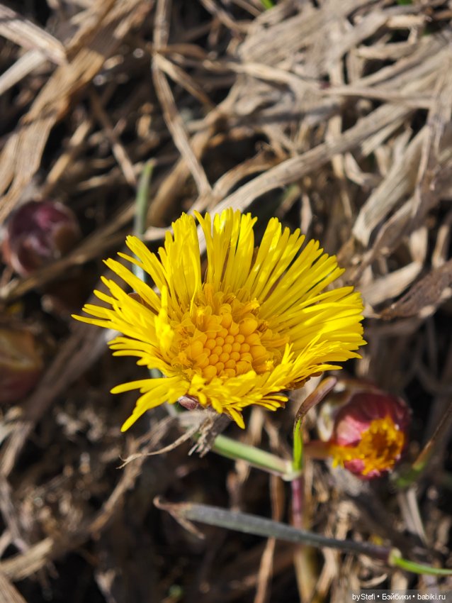 За бортом -7, но первые цветочки не из пугливых (фото 4)