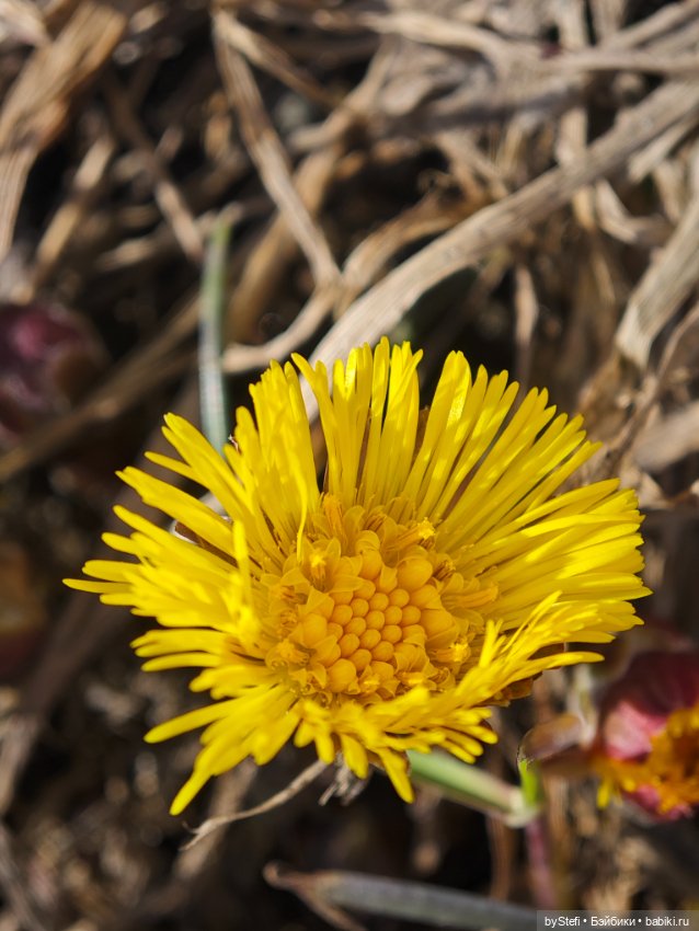 За бортом -7, но первые цветочки не из пугливых