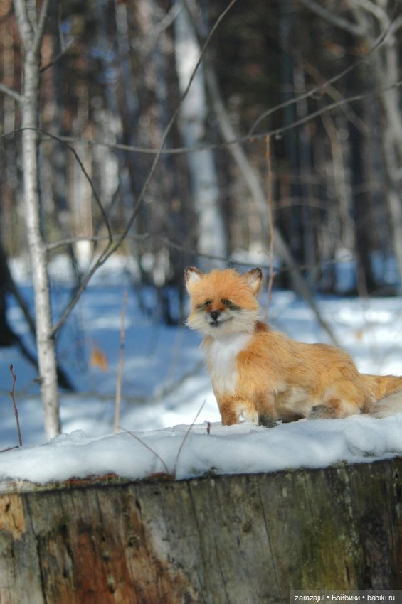 Фотосессия в лесу — Авторские мишки Тедди и друзья: фото
