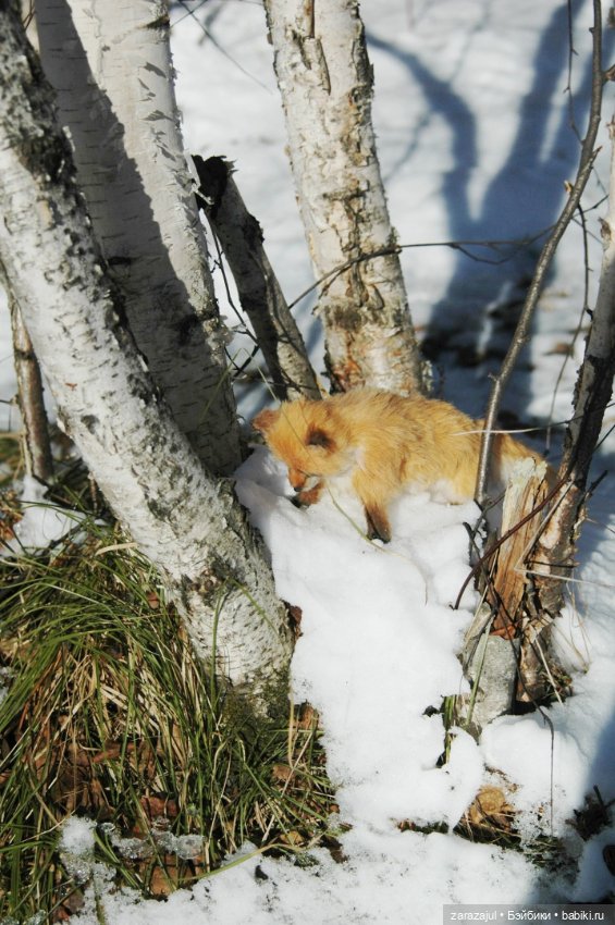 Фотосессия в лесу — Авторские мишки Тедди и друзья: фото (фото 7)