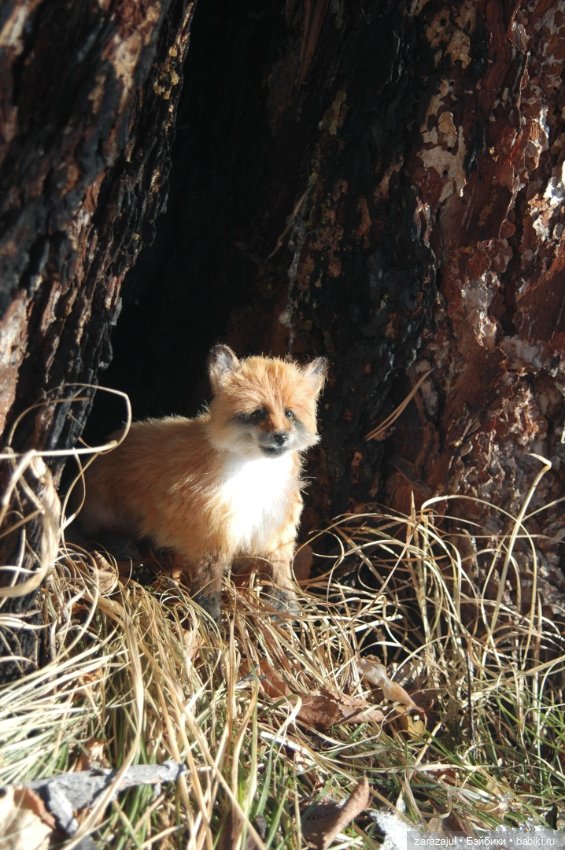 Фотосессия в лесу — Авторские мишки Тедди и друзья: фото