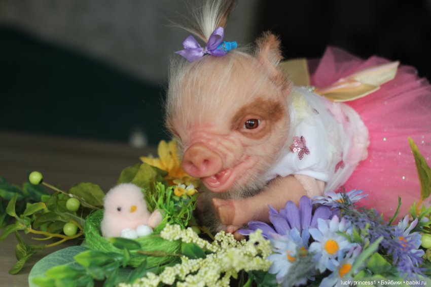 Маленький Пасхальный зайчик. Свинка реборн из молда Fawn