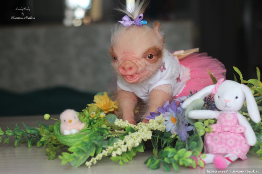 Маленький Пасхальный зайчик. Свинка реборн из молда Fawn