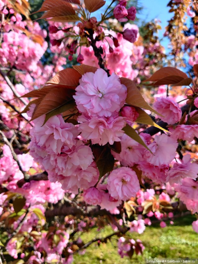 Сочи: Приключения начинаются