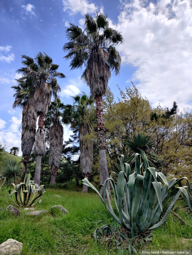 Сочи: Дендрарий — Туризм и путешествия: фотоотчеты из поездок