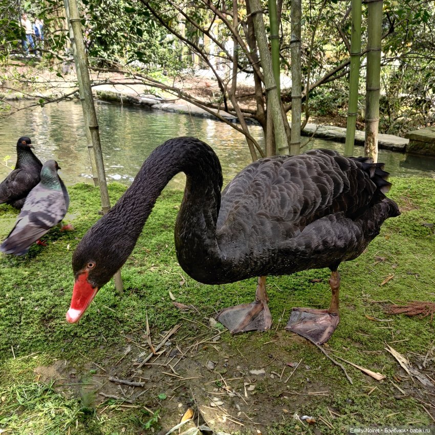 Сочи: Дендрарий — Туризм и путешествия: фотоотчеты из поездок