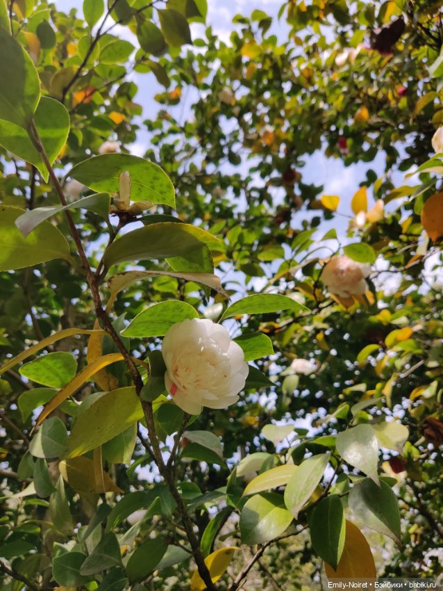 Сочи: Дендрарий — Туризм и путешествия: фотоотчеты из поездок