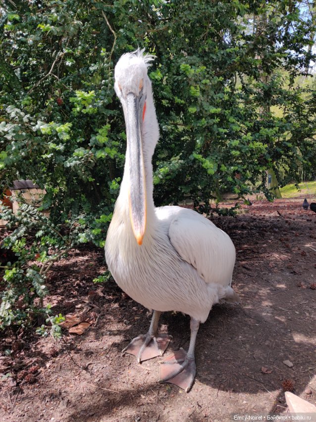 Сочи: Дендрарий — Туризм и путешествия: фотоотчеты из поездок
