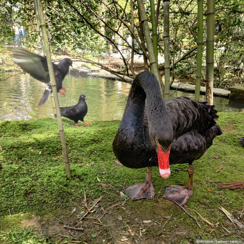 Сочи: Дендрарий — Туризм и путешествия: фотоотчеты из поездок
