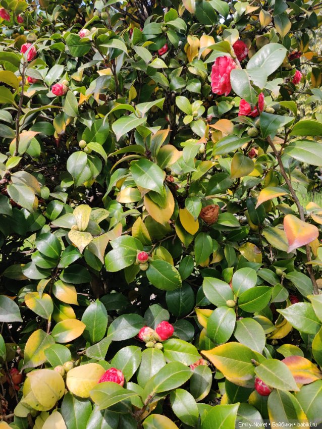 Сочи: Дендрарий — Туризм и путешествия: фотоотчеты из поездок