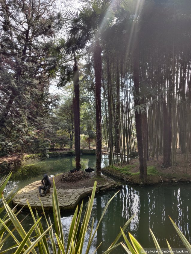 Сочи: Дендрарий — Туризм и путешествия: фотоотчеты из поездок