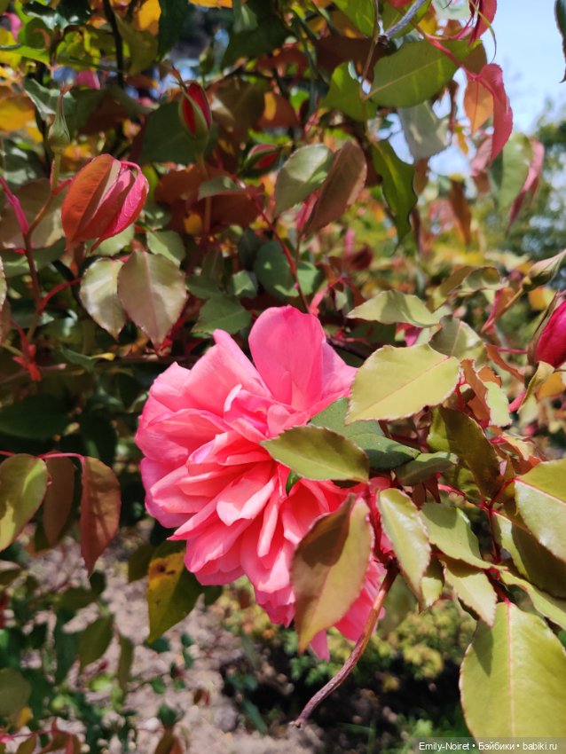 Сочи: Дендрарий — Туризм и путешествия: фотоотчеты из поездок