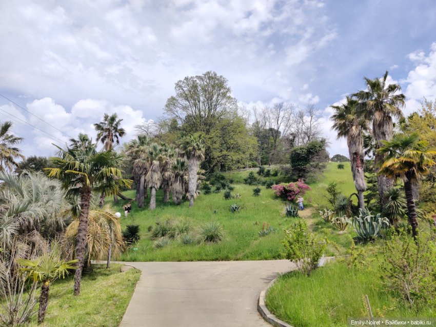 Сочи: Дендрарий — Туризм и путешествия: фотоотчеты из поездок