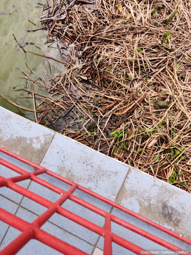 Сочи: Дендрарий — Туризм и путешествия: фотоотчеты из поездок