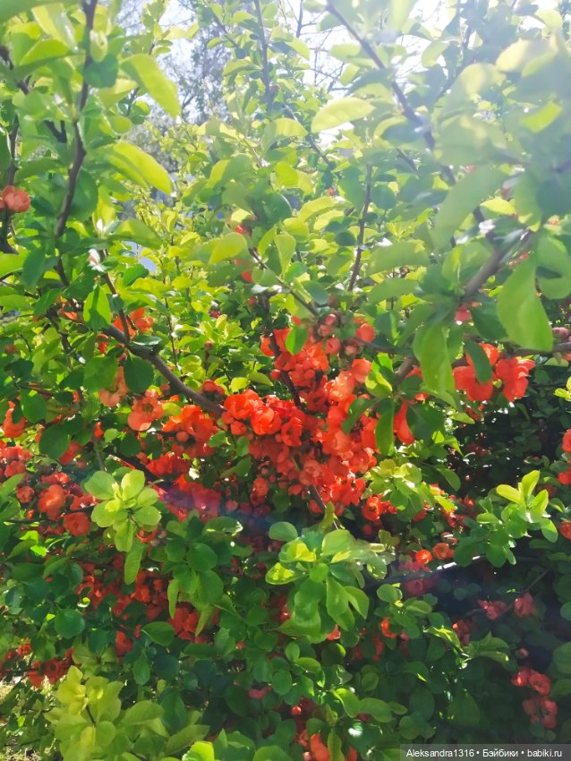 Абинск — Туризм и путешествия: фотоотчеты из поездок (фото 8)