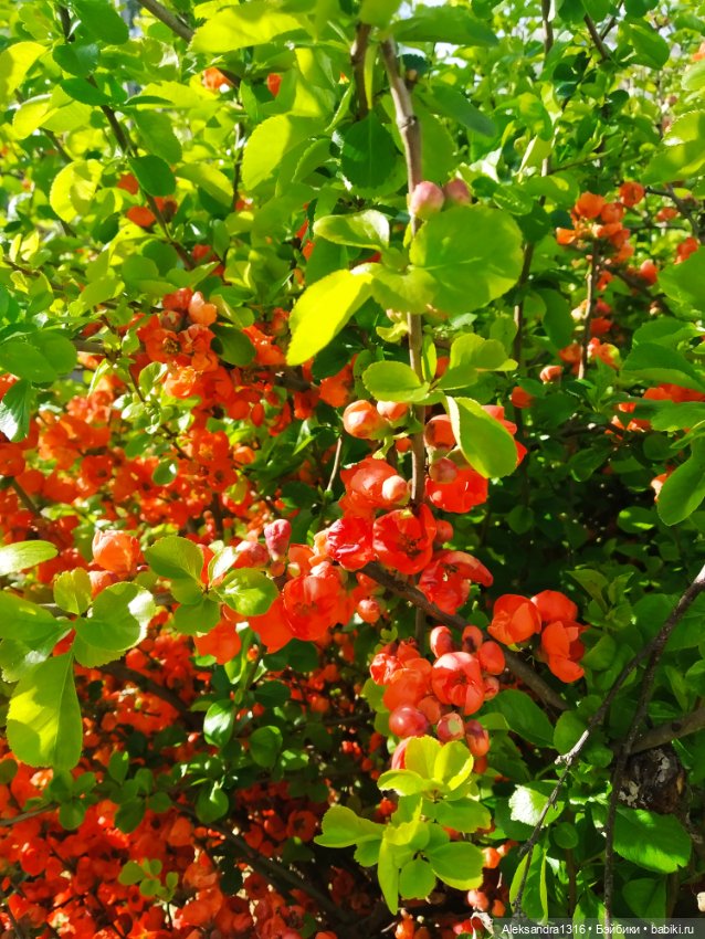 Абинск — Туризм и путешествия: фотоотчеты из поездок (фото 9)